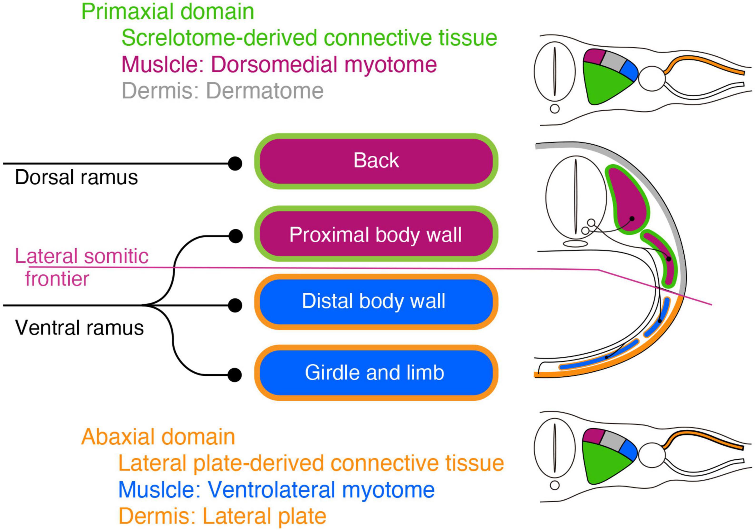 A three-component model of the spinal nerve ramification: Bringing together the human gross anatomy and modern Embryology